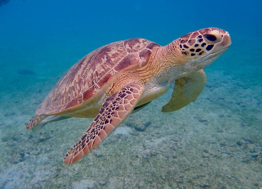 Close-up of a sea turtle gliding gracefully underwater, showcasing its intricate shell and natural habitat.