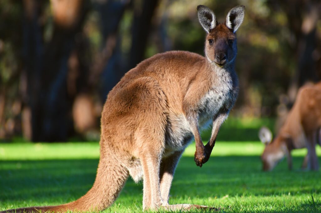 Kangaroo standing on grassy field in Belair, Australia. Capturing wildlife in natural habitat.