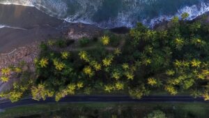 Above view of a tropical coastline with palm trees and waves in Limón, Costa Rica.
